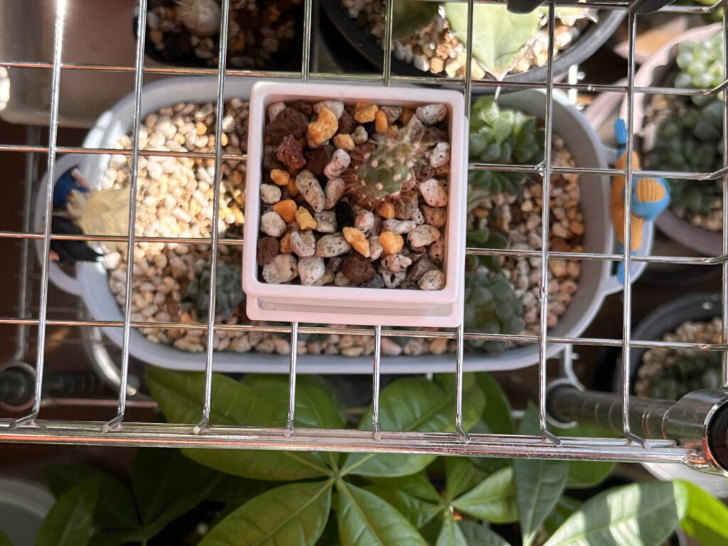 ラックの上段のサボテンと下段のハオルチアの鉢（真上から）