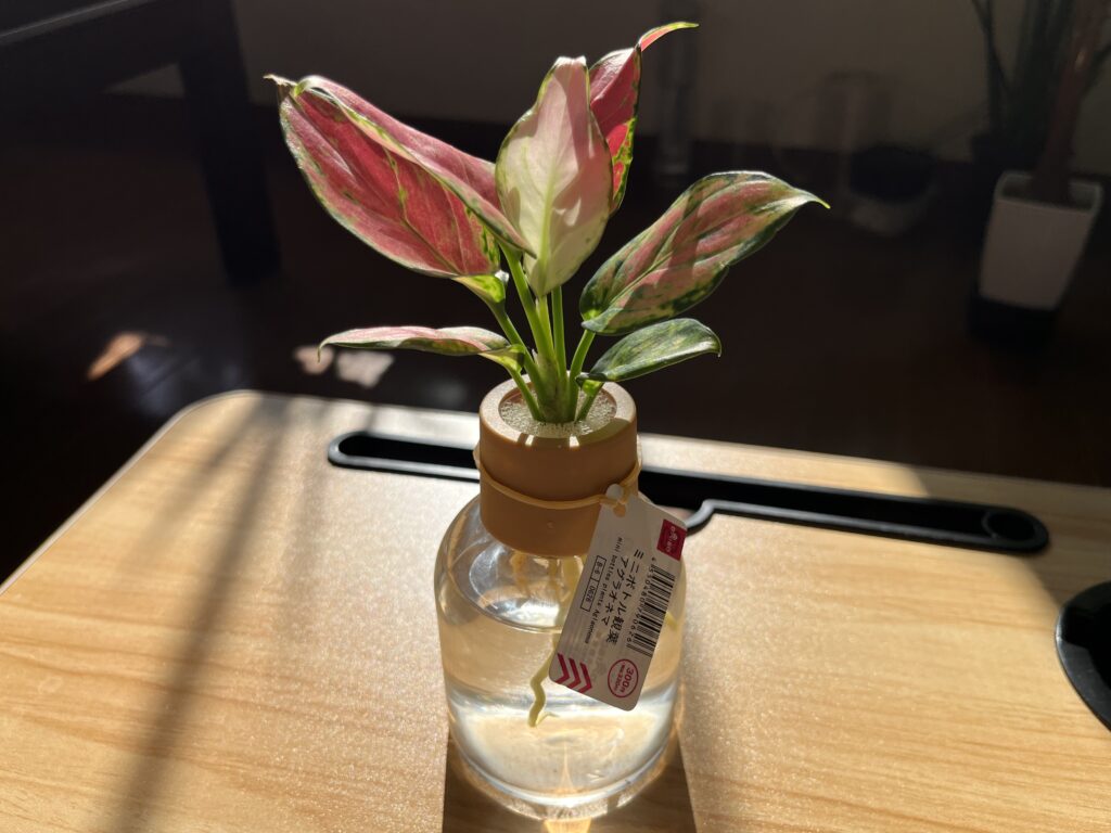 ダイソー ミニボトル観葉アグラオネマ(330円)
