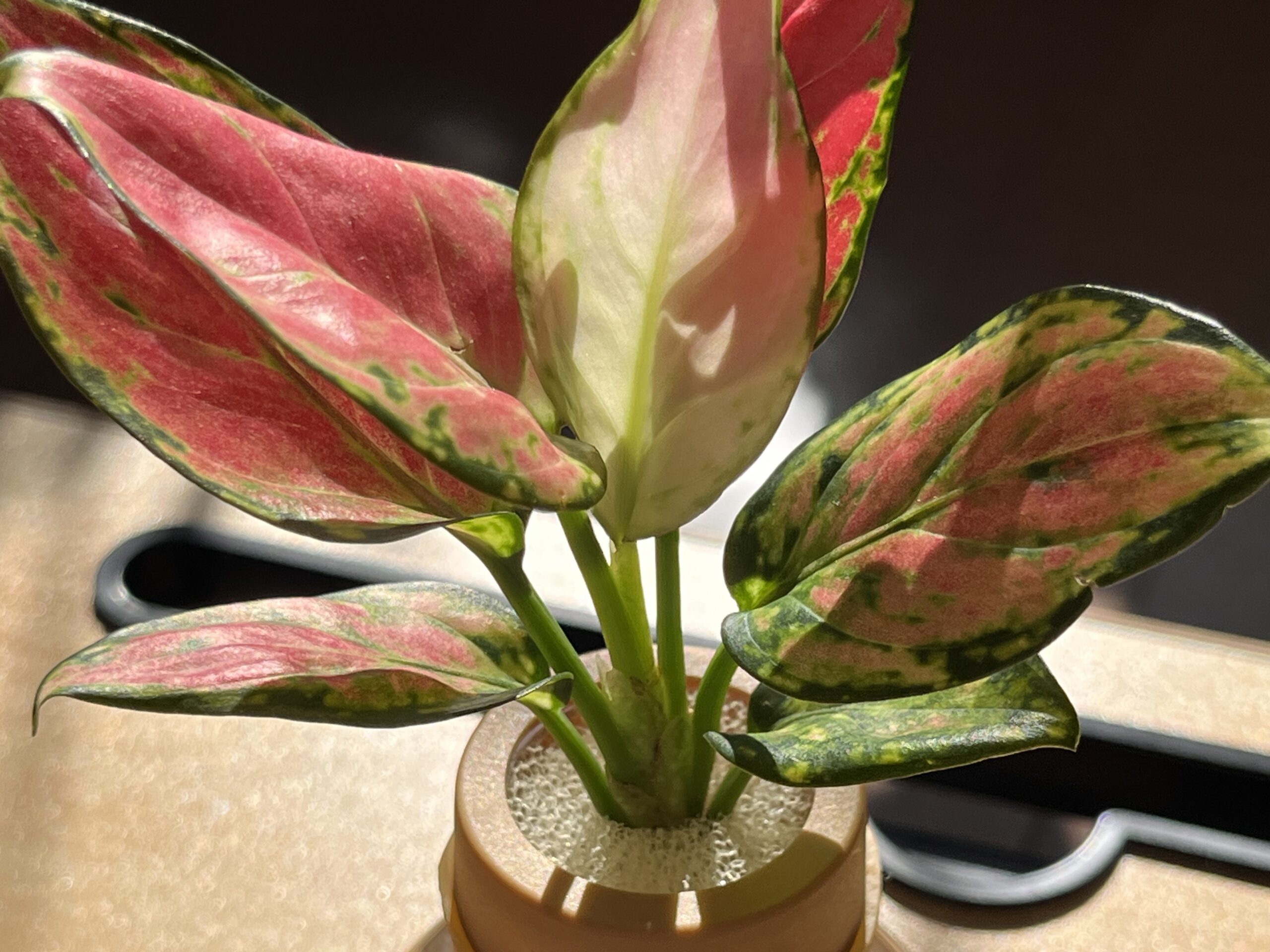 ダイソー　アグラオネマ