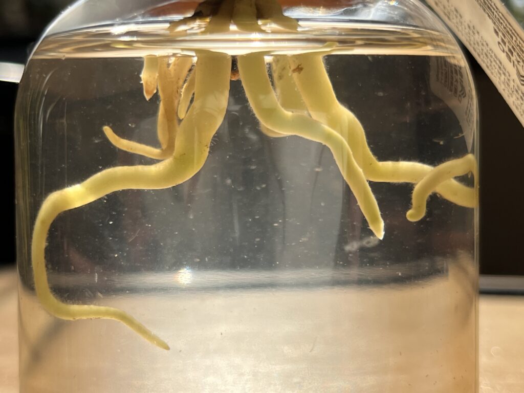 アグラオネマの根っこ