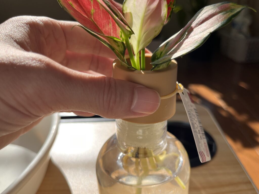 ダイソーのアグラオネマを水耕栽培ポットから取り出す様子①