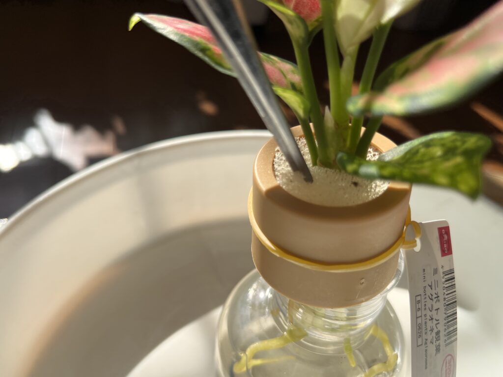 ダイソーのアグラオネマを水耕栽培ポットから取り出す様子②