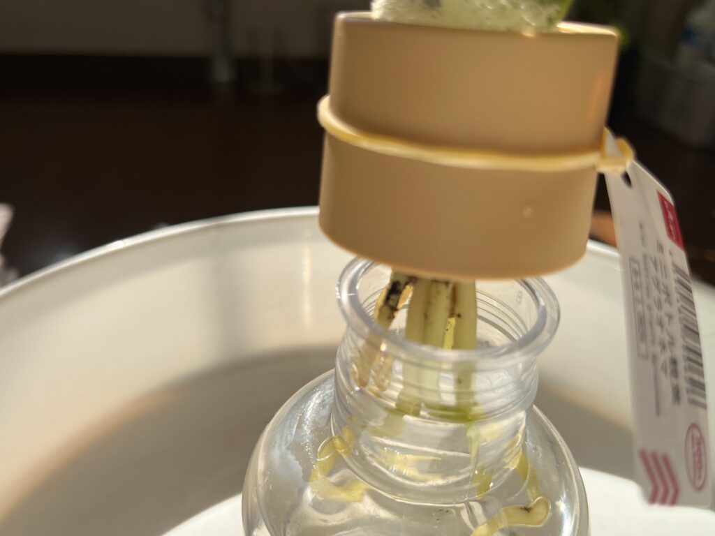 ダイソーのアグラオネマを水耕栽培ポットから取り出す様子③