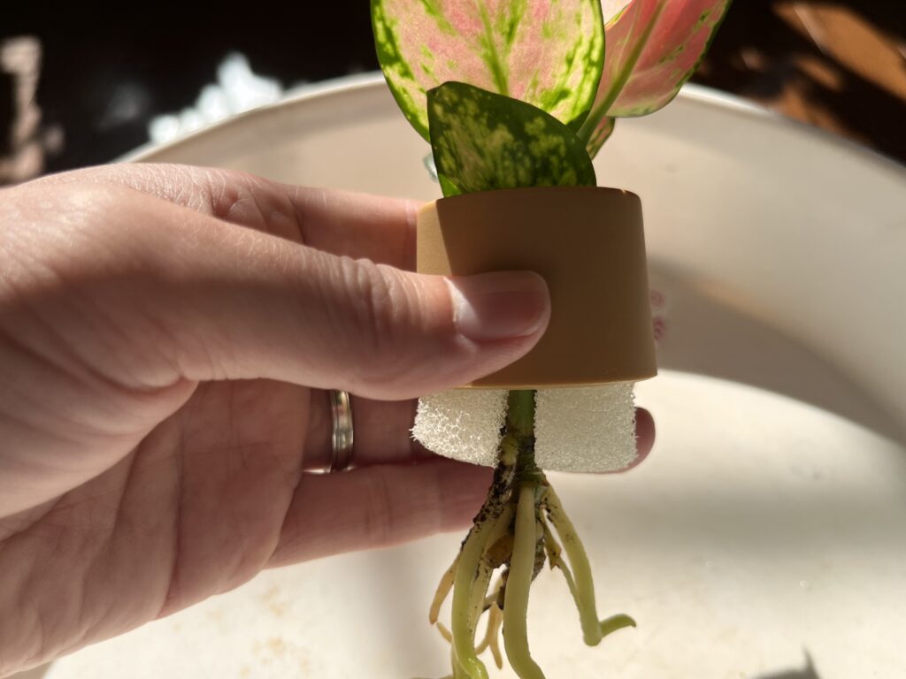 ダイソーのアグラオネマを水耕栽培ポットから取り出す様子④