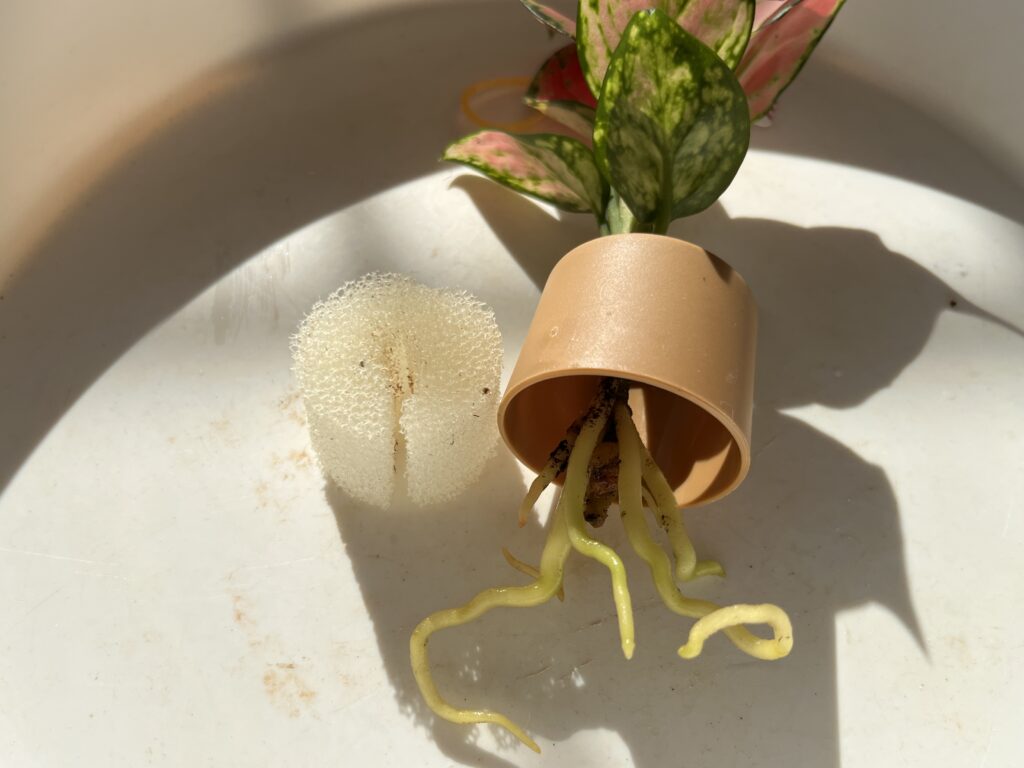 ダイソーのアグラオネマを水耕栽培ポットから取り出す様子⑤