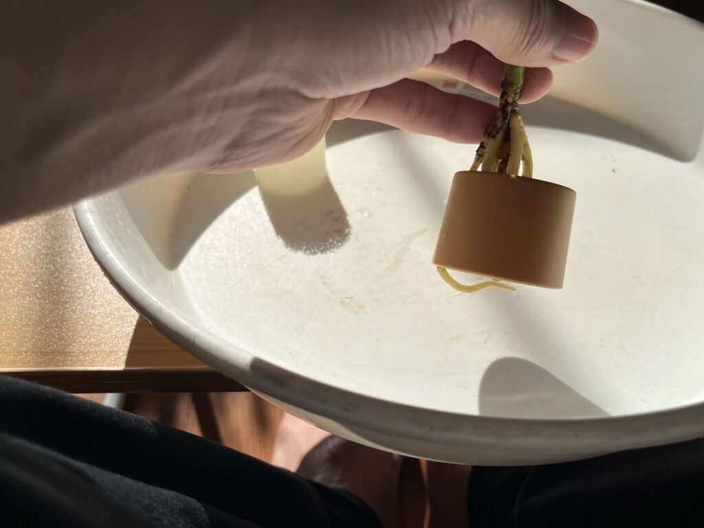 ダイソーのアグラオネマを水耕栽培ポットから取り出す様子⑥