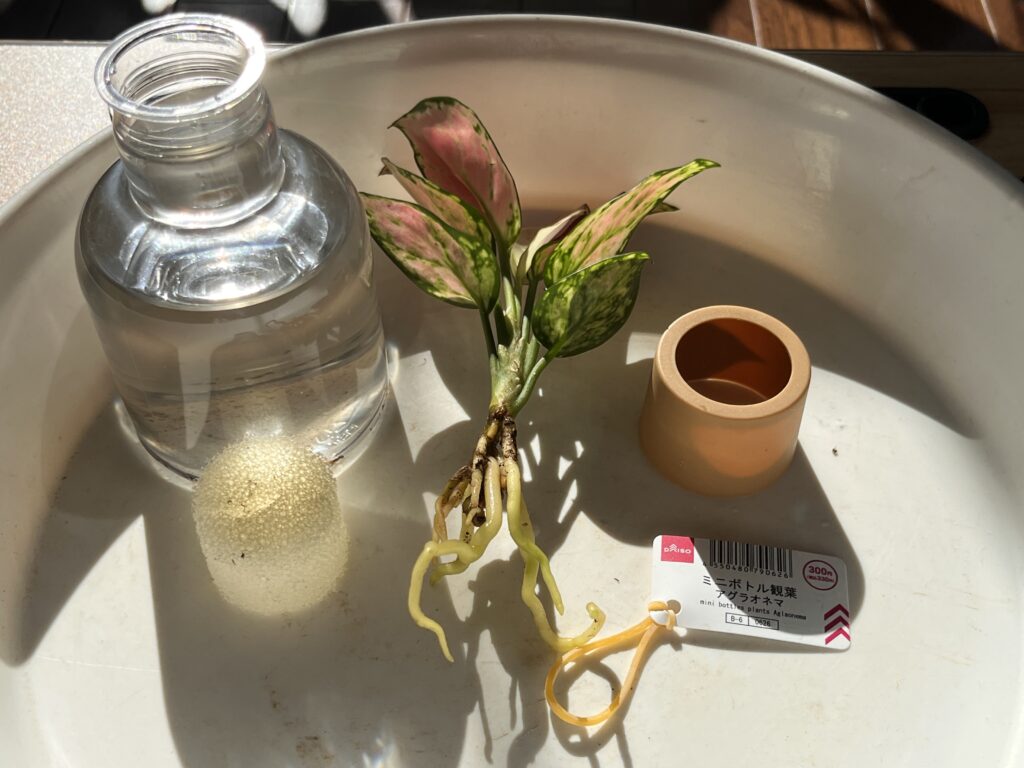 ダイソーのアグラオネマを水耕栽培ポットから取り出す様子⑦