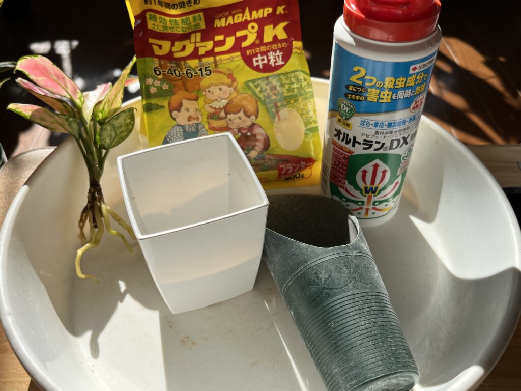 ダイソーのアグラオネマを植える様子①