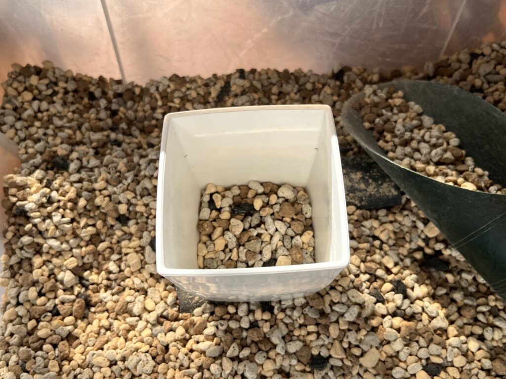 ダイソーのアグラオネマを植える様子②