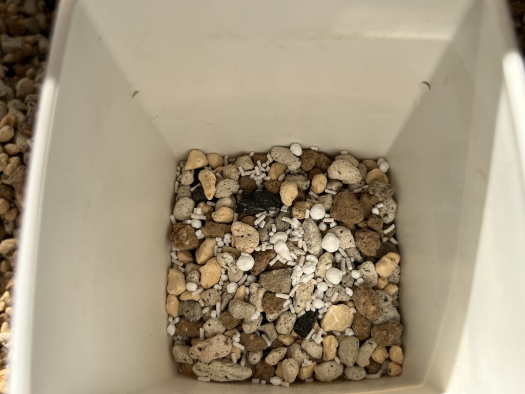 ダイソーのアグラオネマを植える様子③