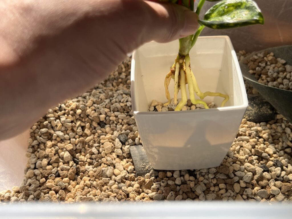 ダイソーのアグラオネマを植える様子④