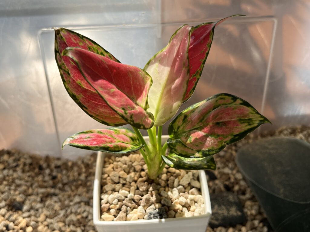 ダイソーのアグラオネマを植える様子⑤