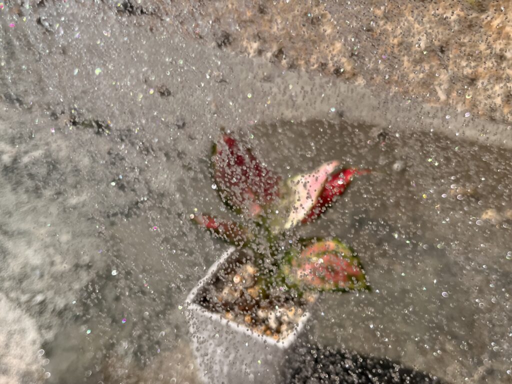 ダイソーのアグラオネマを植える様子⑥