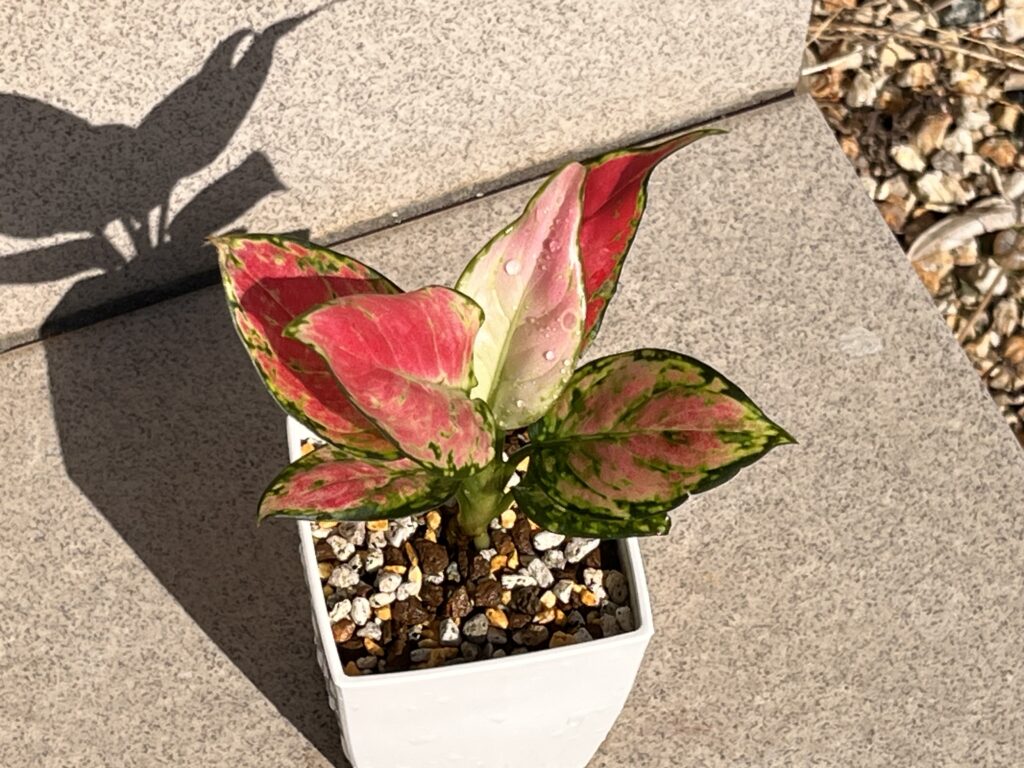 ダイソーのアグラオネマを植える様子⑦