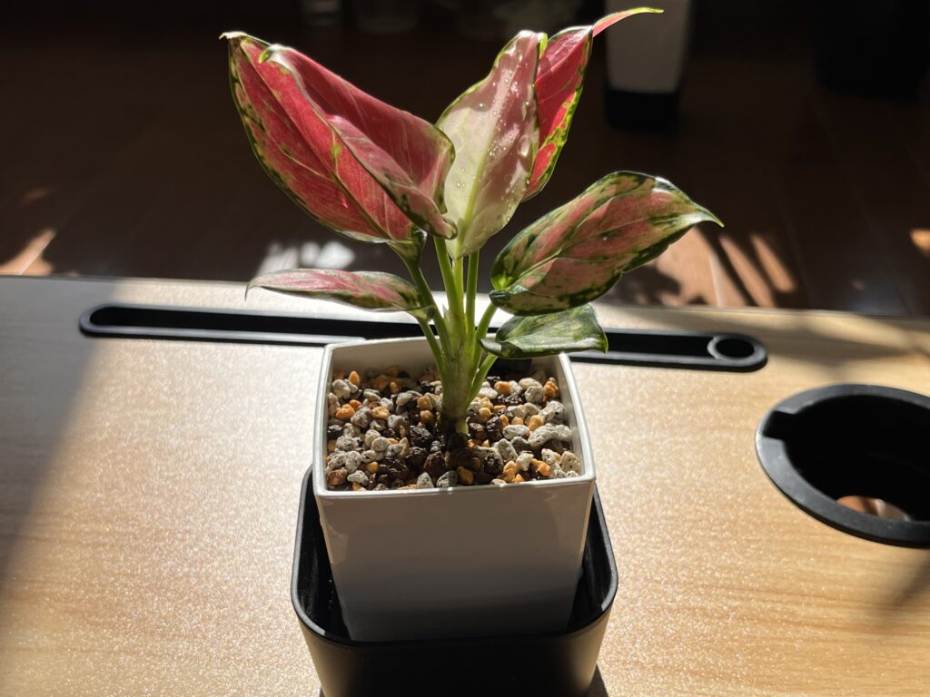 ダイソーのアグラオネマの水やりの様子