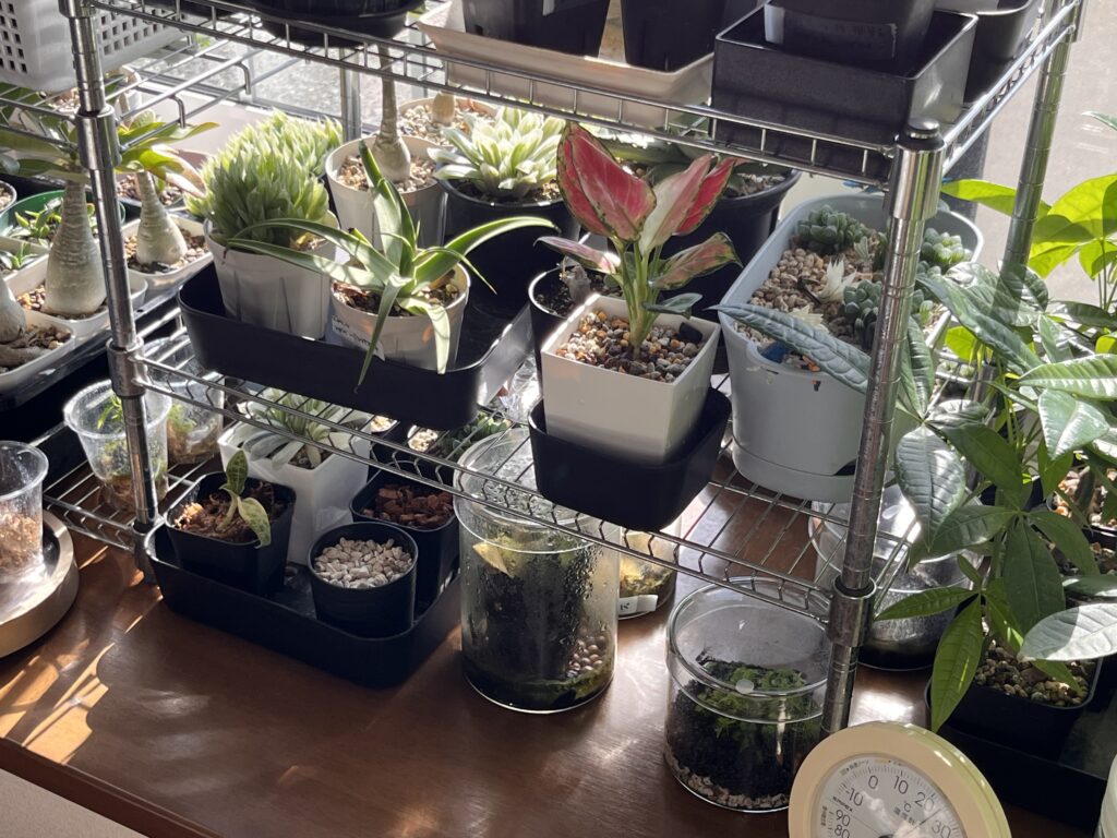 ダイソーのアグラオネマの置き場所の様子