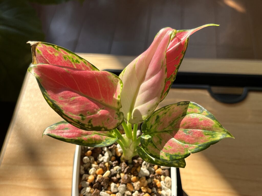 アグラオネマ植え替え1週間後の様子（上から）