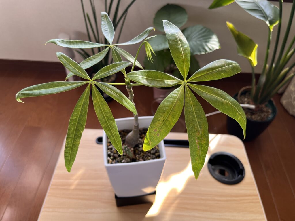 植え替え後のパキラ