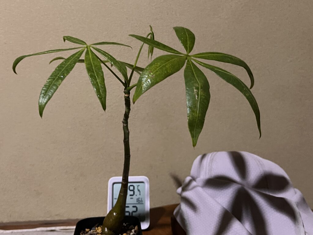 実家の玄関に置いたパキラ