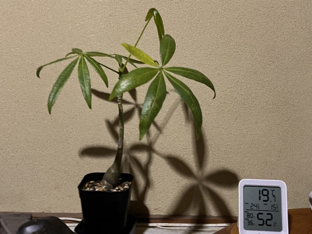 葉っぱが黄色くなってきたパキラ①