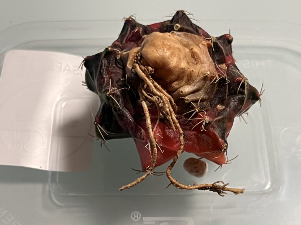 届いた直後の緋牡丹錦の様子②