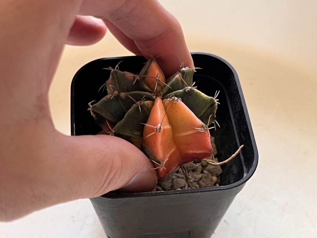 ②緋牡丹錦をセットしている様子