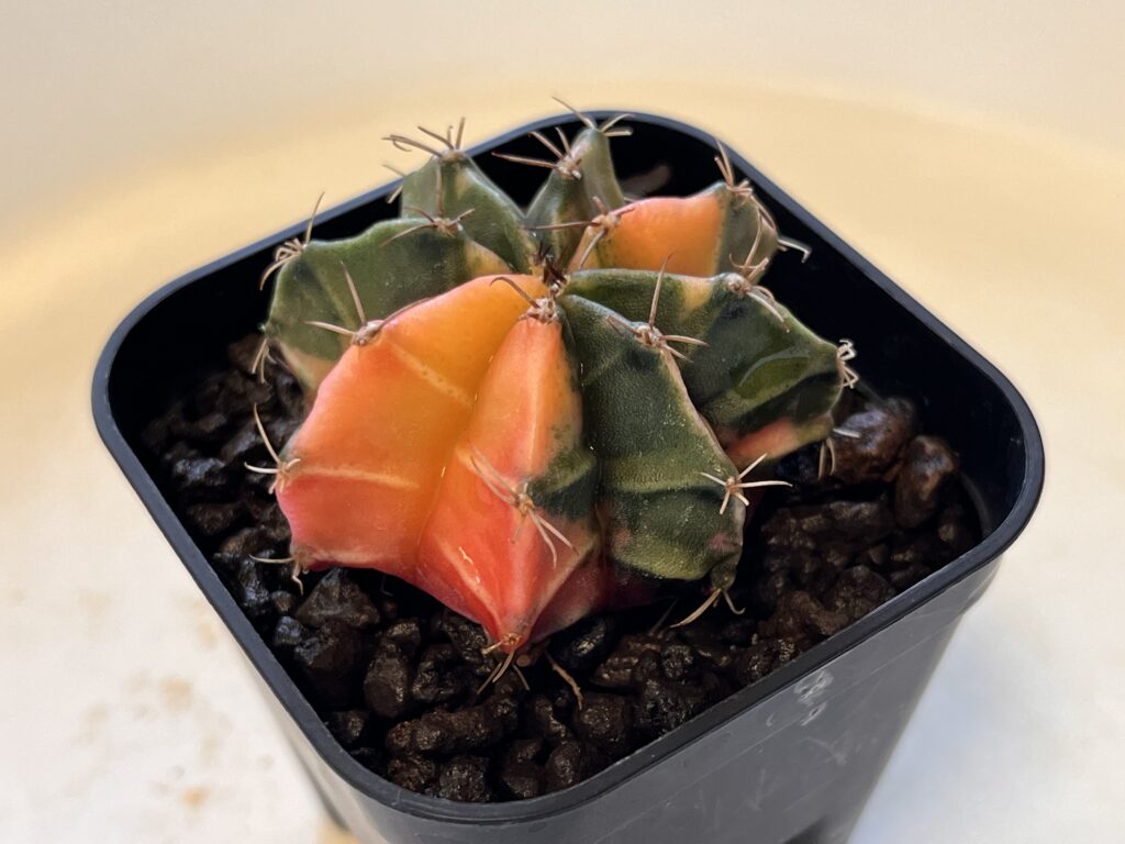 植え替えた緋牡丹錦の様子