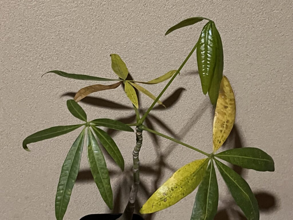 葉っぱが黄色くなってきたパキラ①