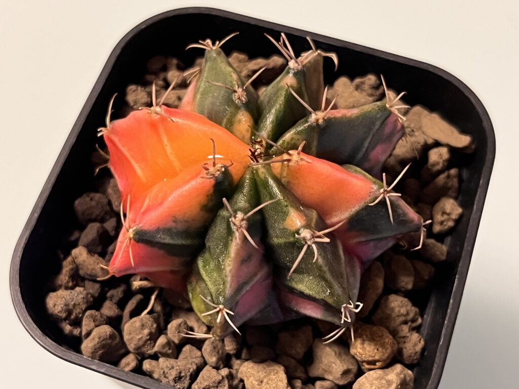 購入1週間後の緋牡丹錦の様子①