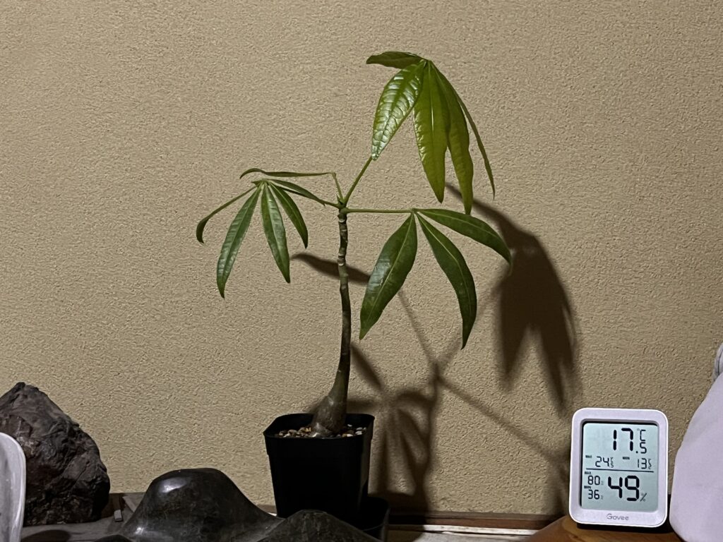 2025/11/22 のパキラの様子