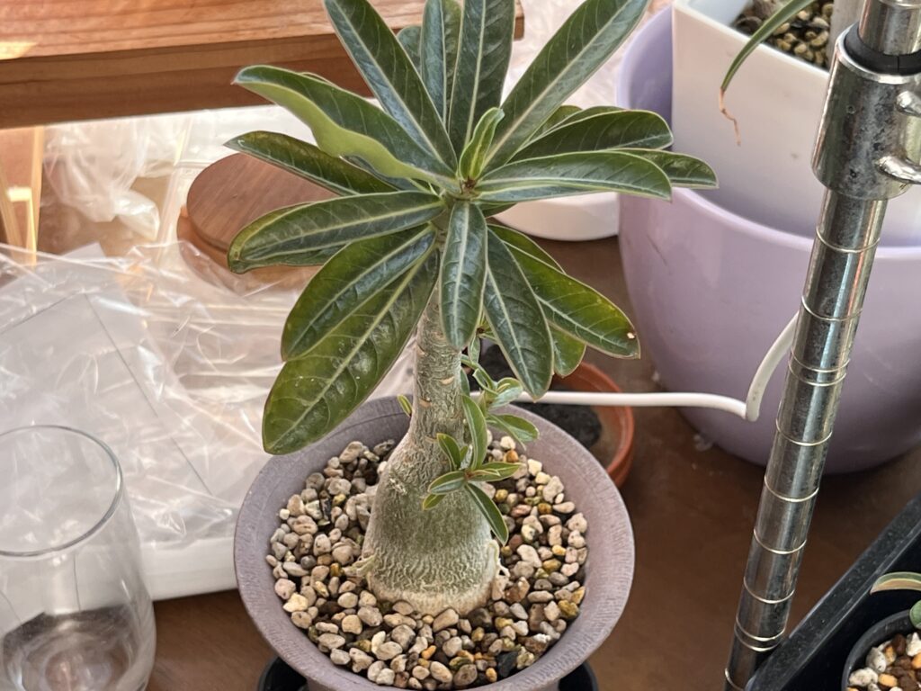 アデニウムの様子