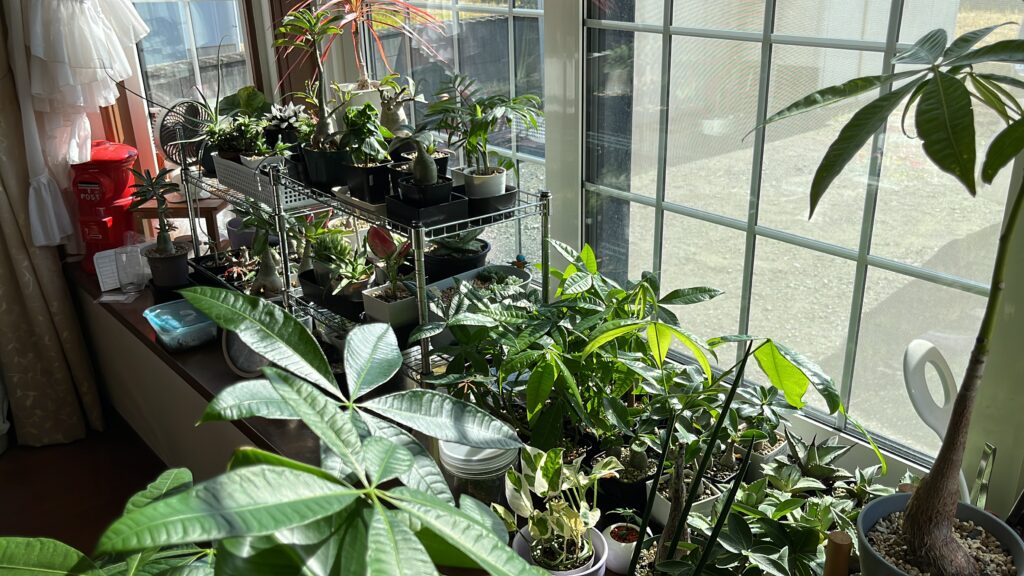 出窓に置いている観葉植物の様子