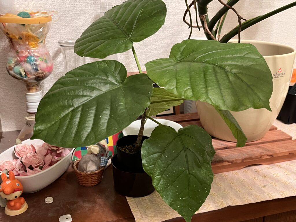 2025/12/1 のウンベラータの様子①