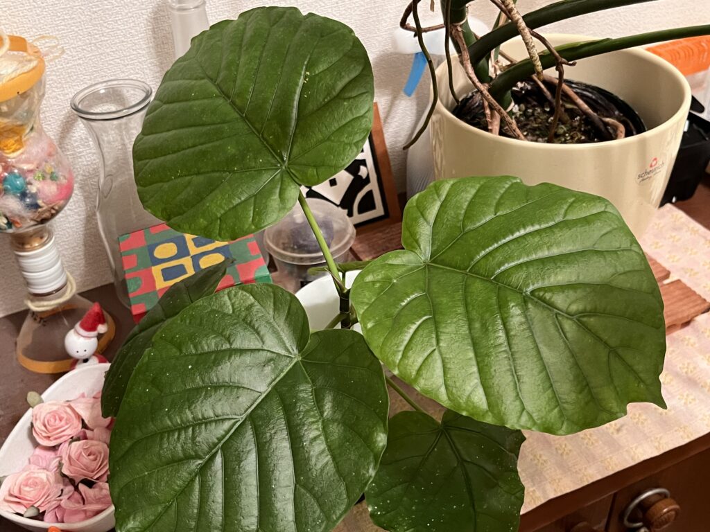 2025/12/1 のウンベラータの様子②