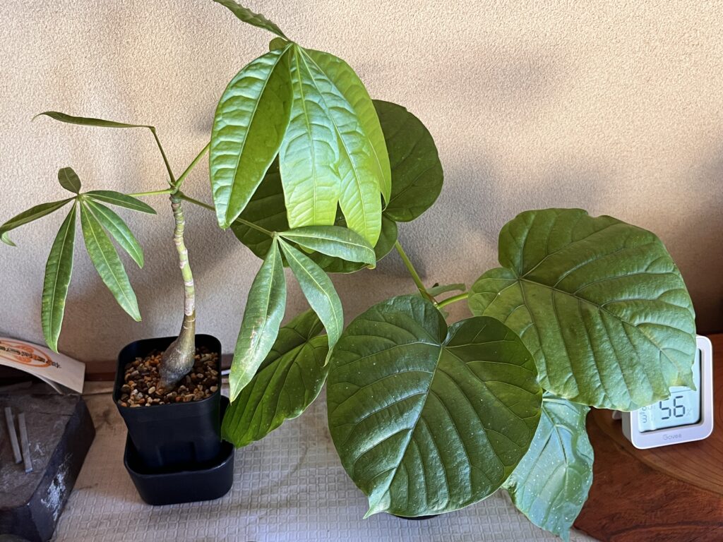 実験開始1週間後のパキラとウンベラータの様子