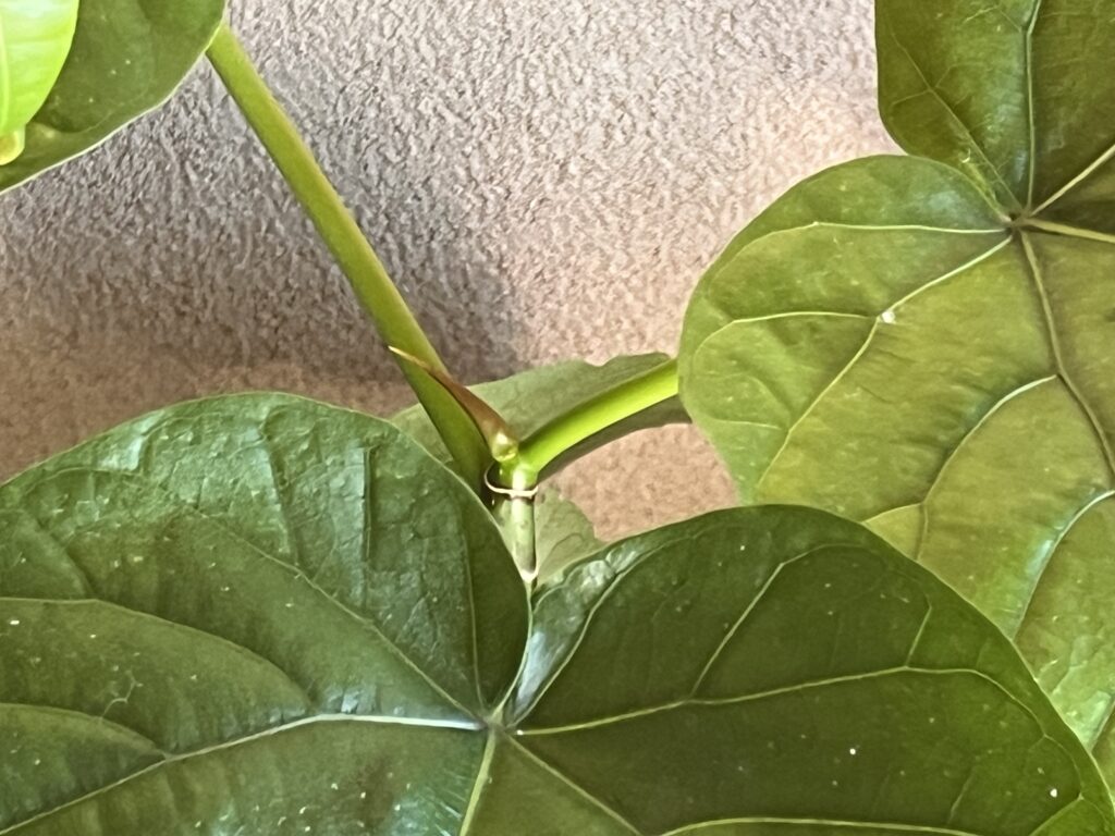 ウンベラータの天芽