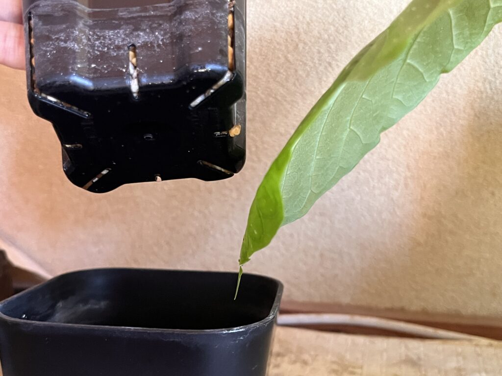 実験開始1週間後のパキラの鉢底の様子