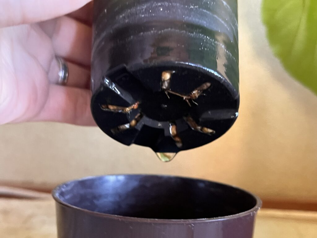 実験開始1週間後のモンステラの鉢底の様子