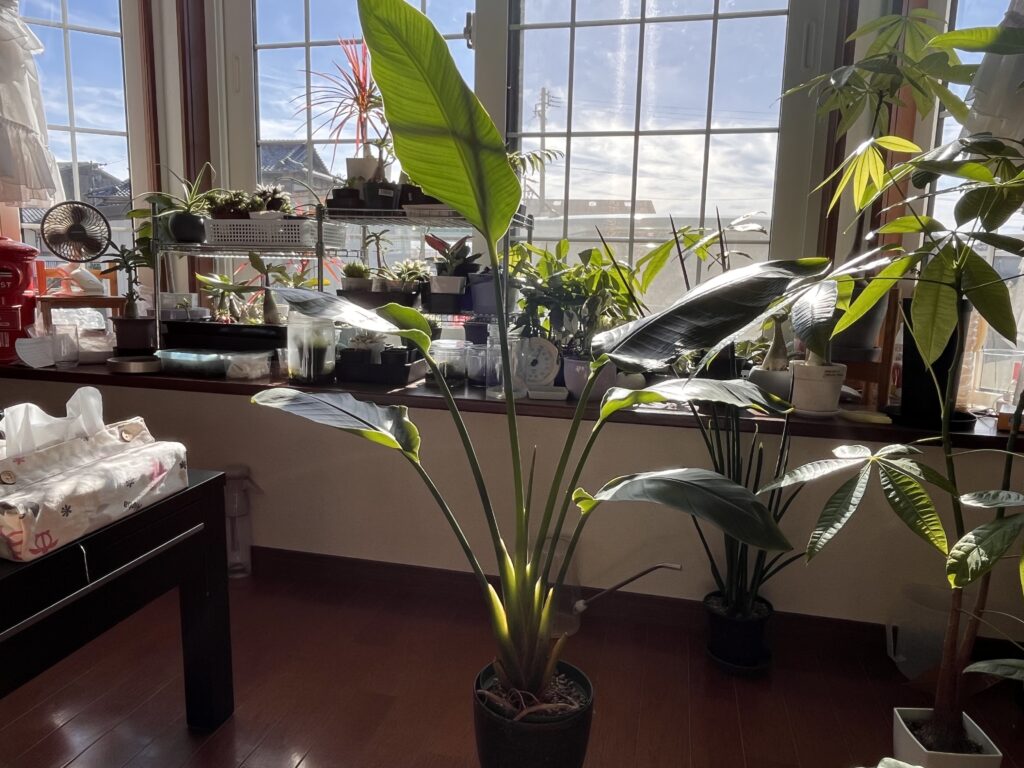 窓際のオーガスタ