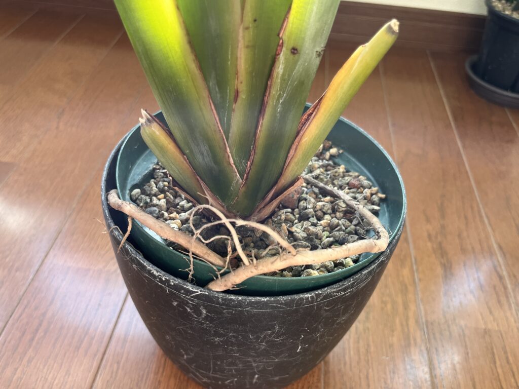 根詰まりしたオーガスタの鉢の様子