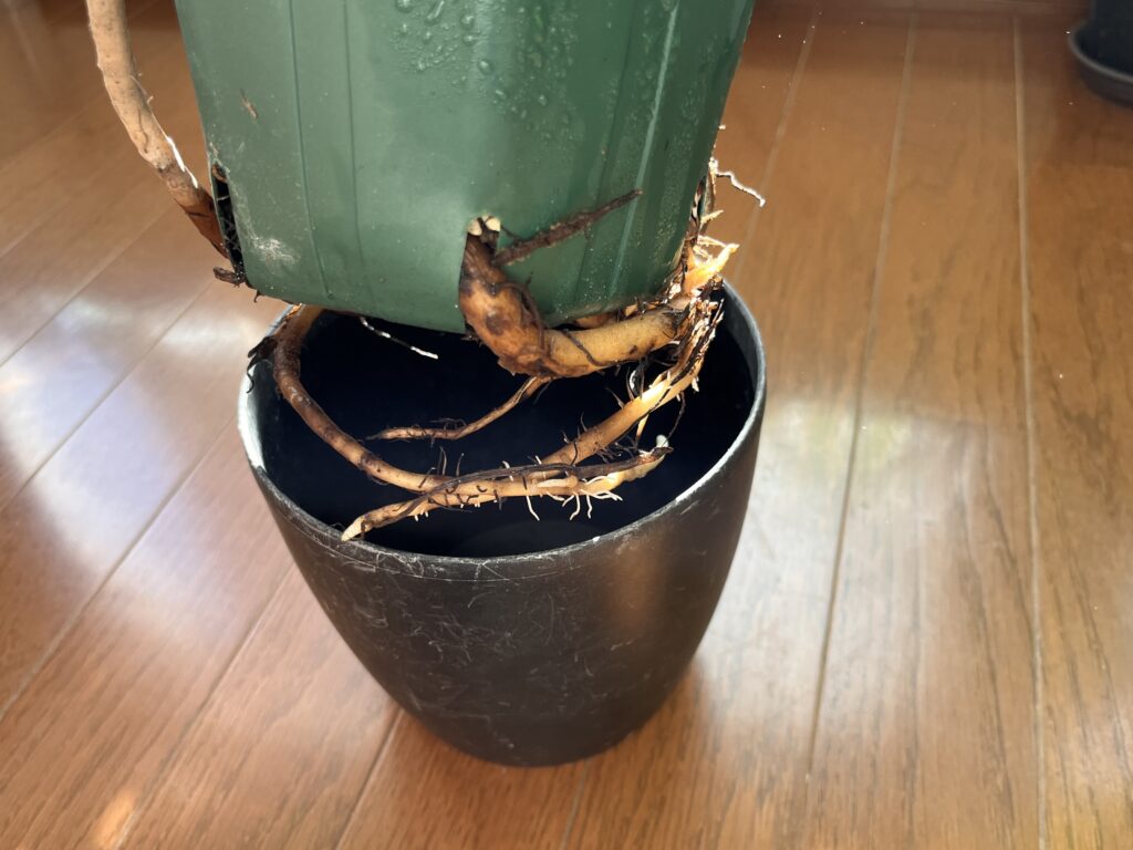 スリット部分から根っこがでて、さらに伸びている様子