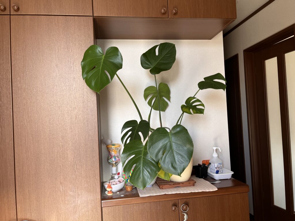 玄関のモンステラ