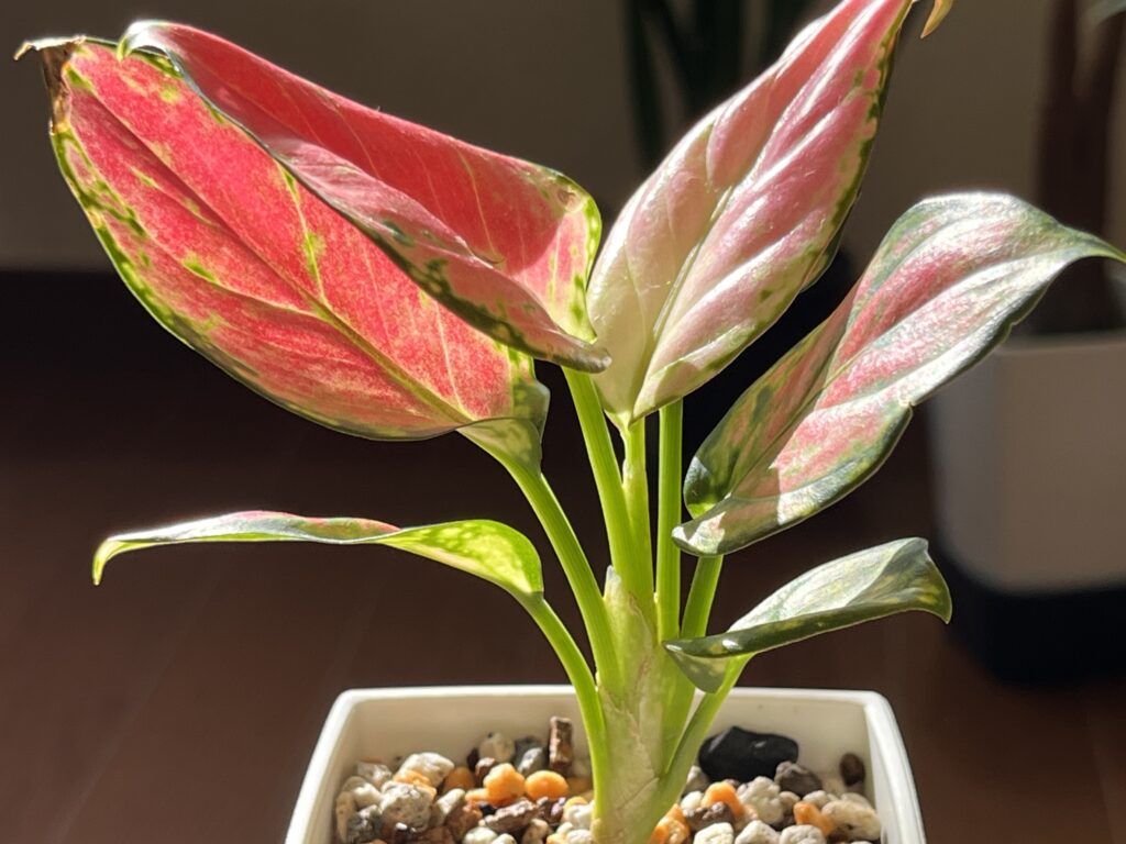 アグラオネマ植え替え2週間後の様子（正面）