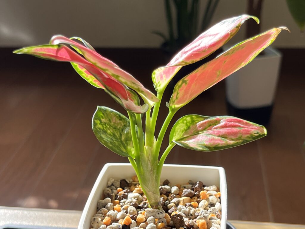 アグラオネマ植え替え2週間後の様子（裏面）