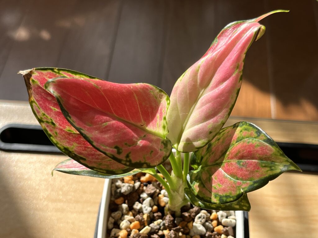 アグラオネマ植え替え2週間後の様子（上から）