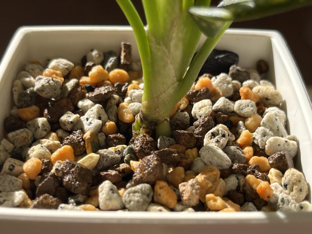 アグラオネマ植え替え2週間後の様子（株元）