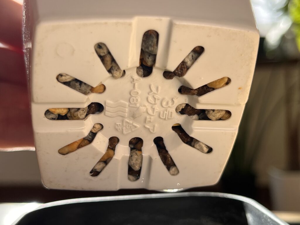 アグラオネマ植え替え2週間後の様子（鉢底）