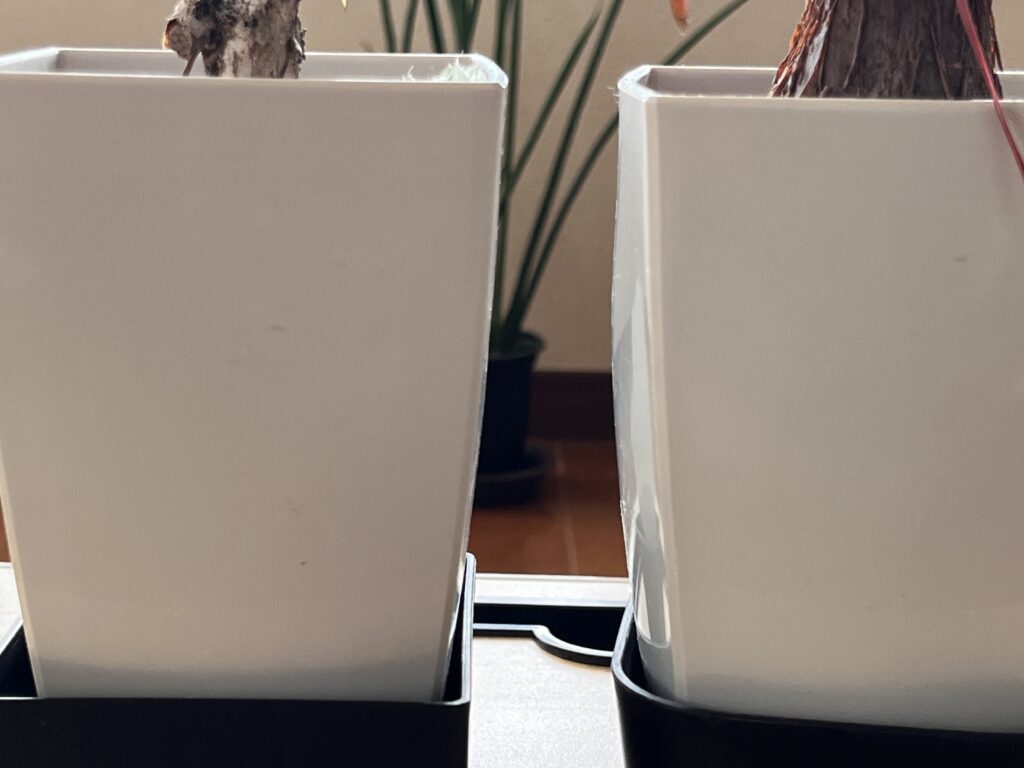 変形したパキラの鉢の様子①