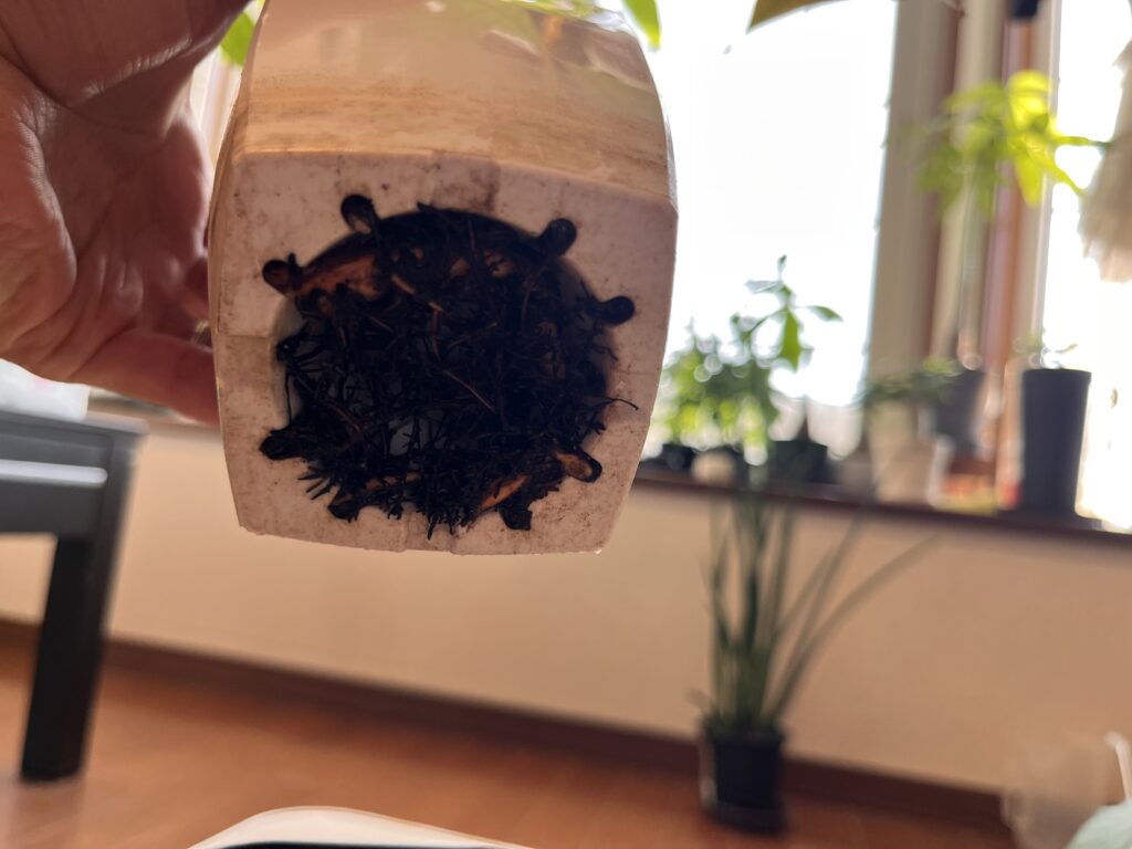 根っこが鉢底から出ているものの、その場所でさらに根詰まりになっているパキラの様子