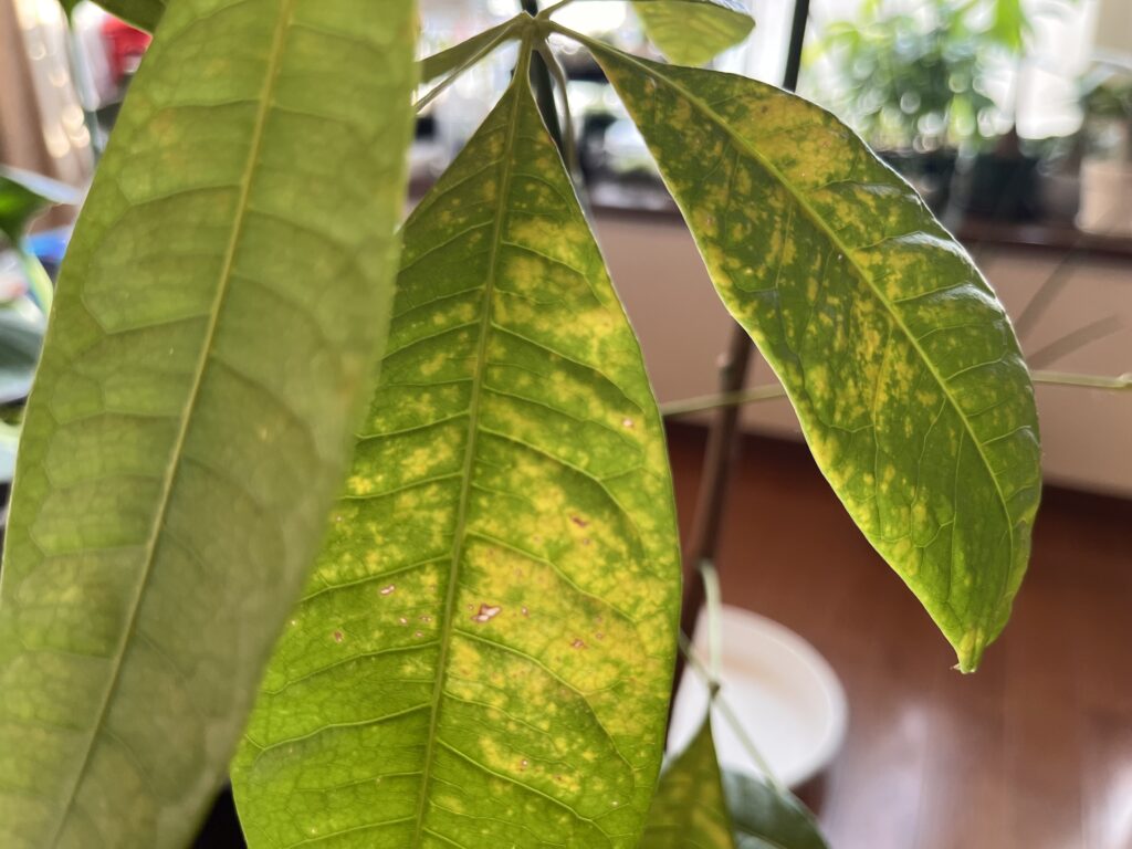 黄色くなったパキラの葉っぱ